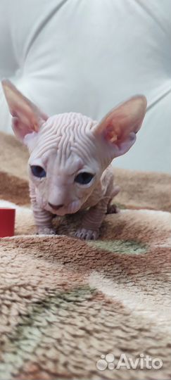 Донской сфинкс котята