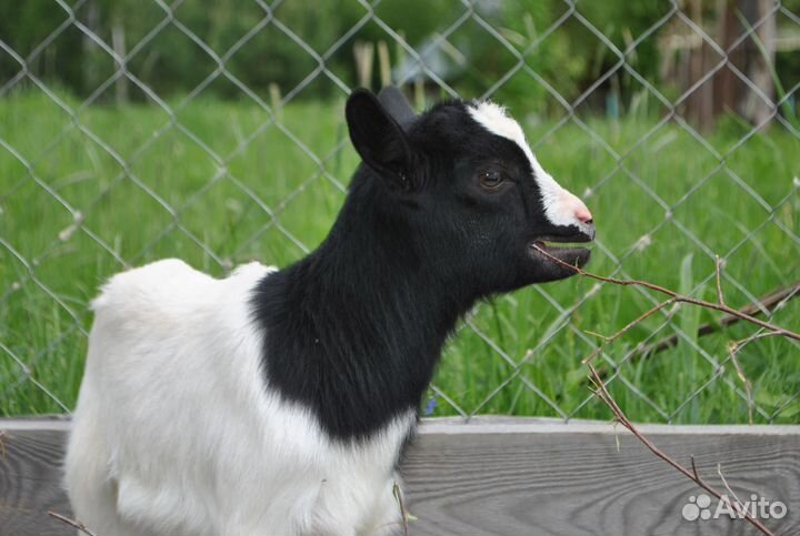 Камерунские козы