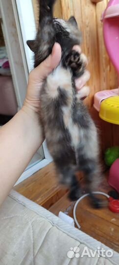 Кошки, котенок