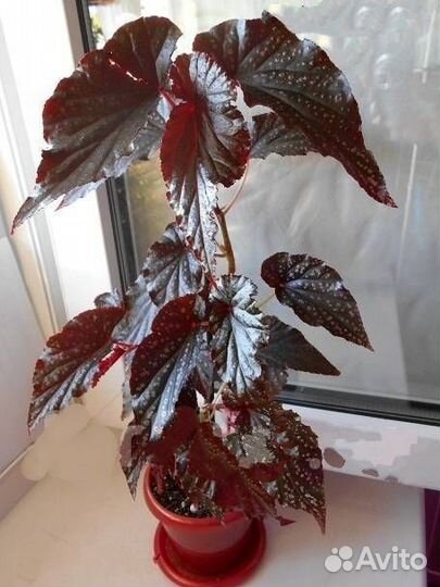 Бегония кейн рипсалис