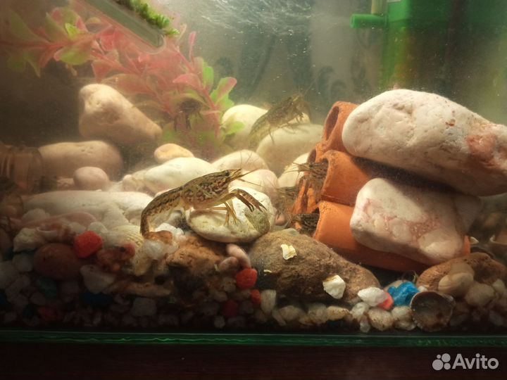 Мраморный рак