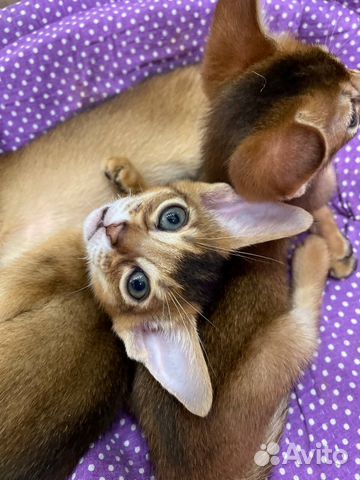 Абиссинские котята