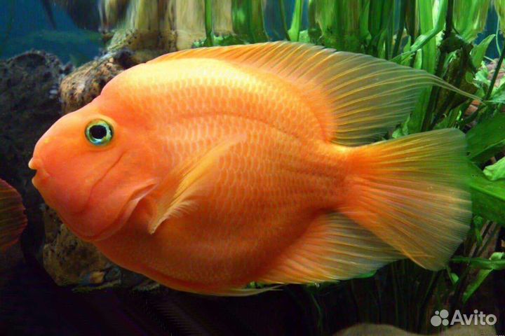 Рыба попугай