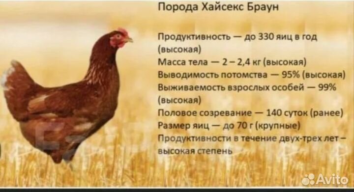 Несушка ломан браун