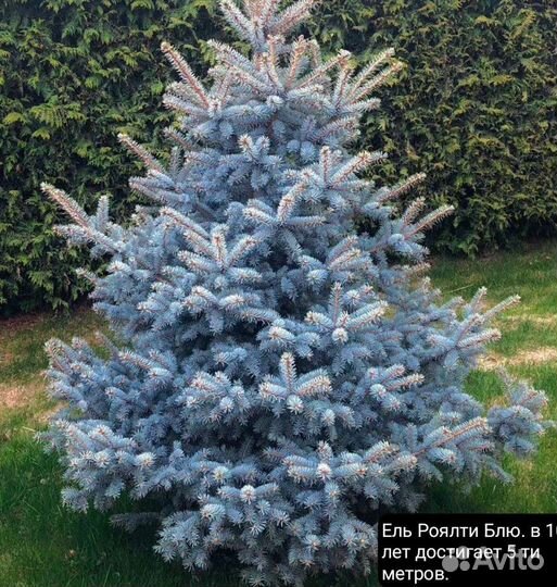 Голубые ели