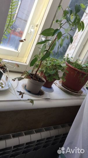 Фикус Бенджамина