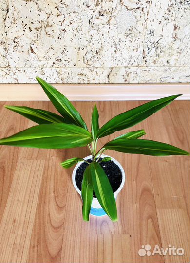 Кордилина Киви