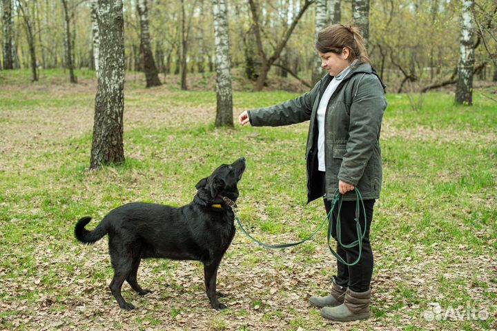 Дарт очень тоскует в приюте (Собака из приюта)
