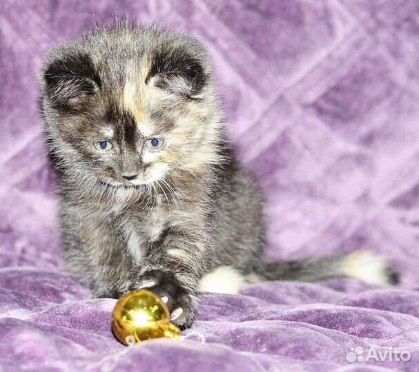 Британская кошечка