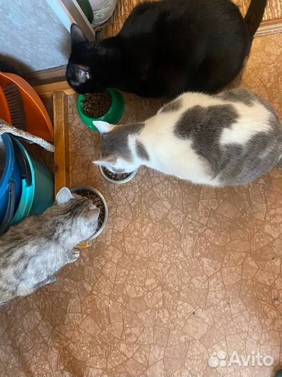 Котики в дар