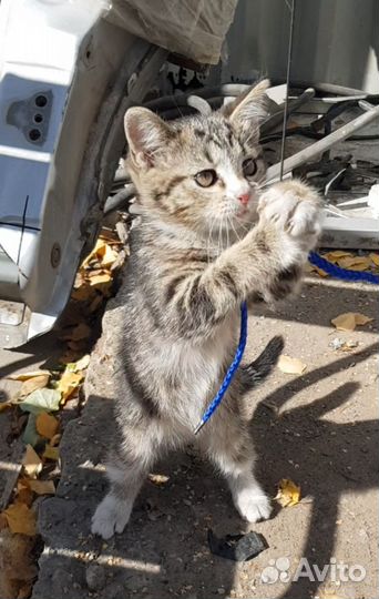 Котята в добрые руки (1 девочка)