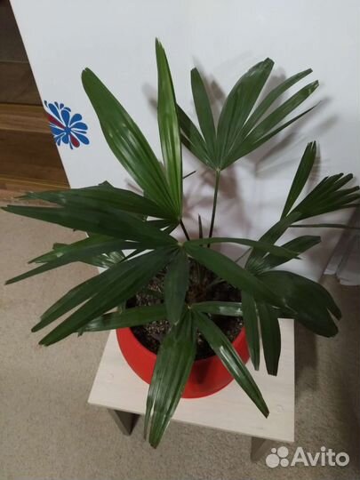 Пальма веерная