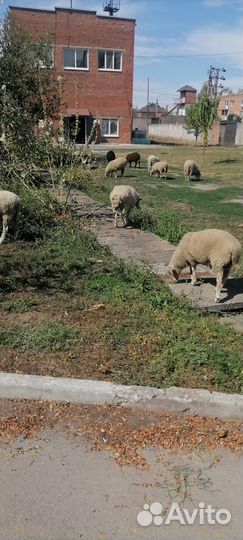 Бараны, Овцы