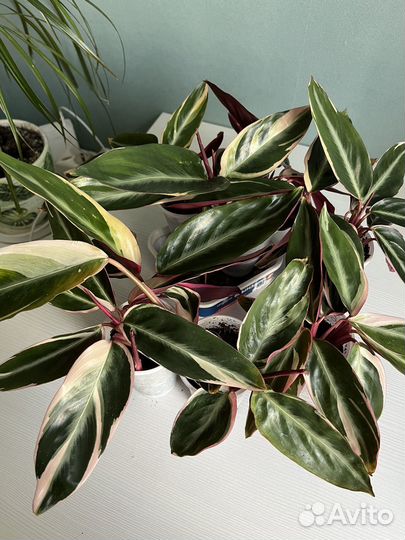 Строманта триколор