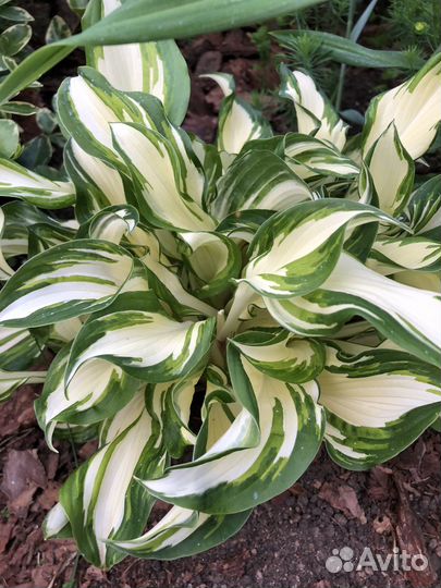 Хоста растение