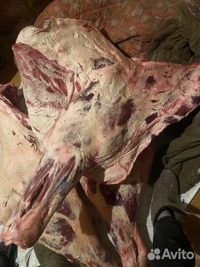 Продам мясо говядина домашняя