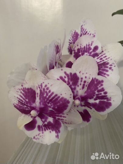Продам орхидею