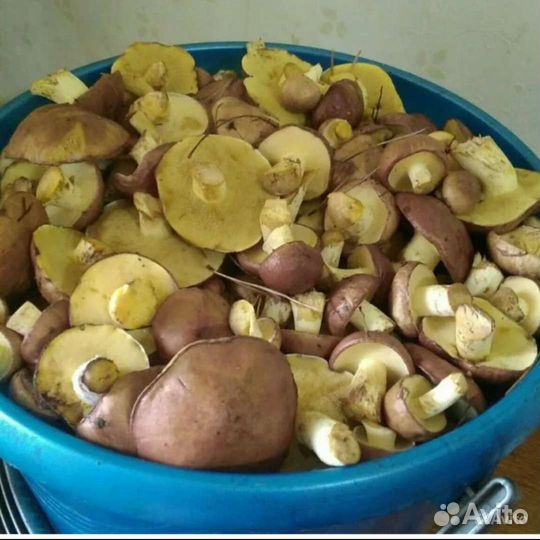 Грибы рыжики, и маслята, свежие, сбор под заказ