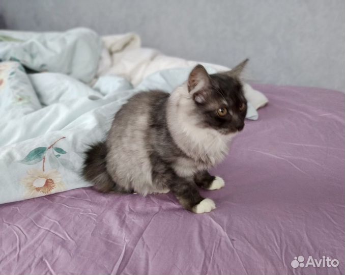 Курильский бобтейл