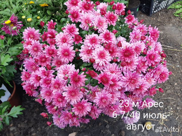 Садовые растения