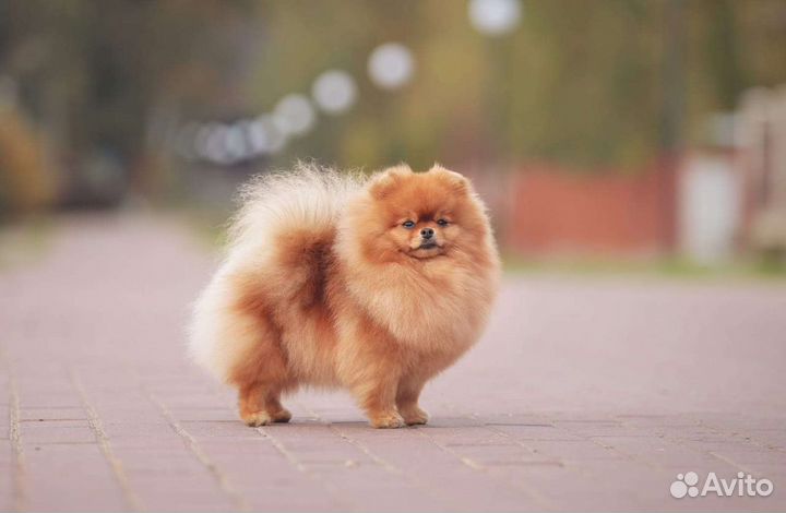 Груминг шпица стрижка