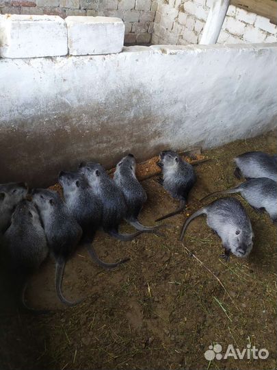 Молодые самцы