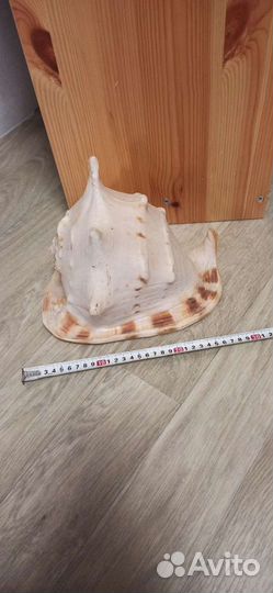 Морские ракушки раковины