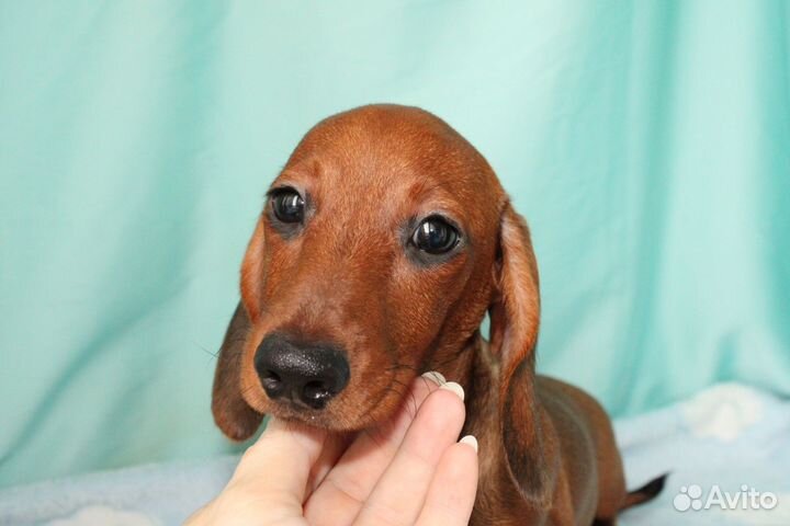 Щенки таксы мини г/ш