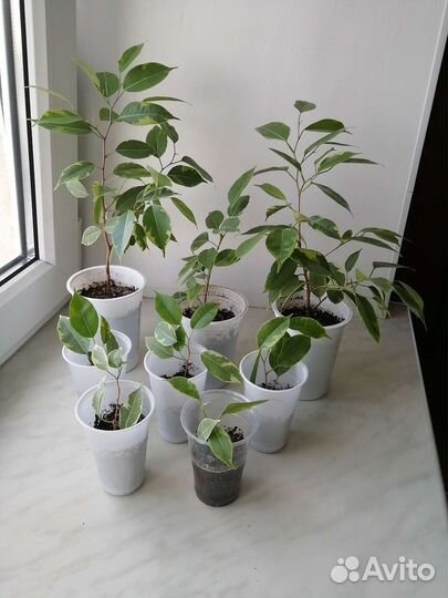 Фикус бенджамина