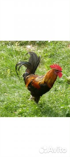 Петухи