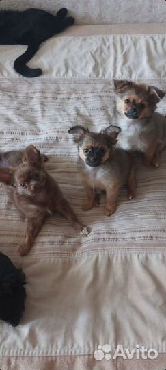 Продаются щенки чихуахуа