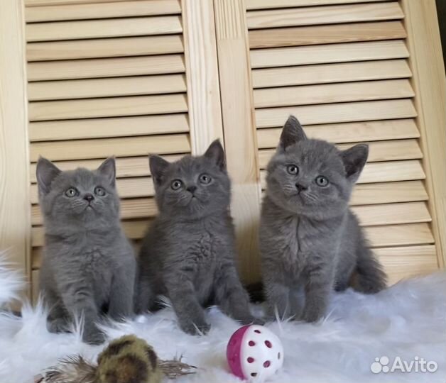 Британские котята ласковые и послушные