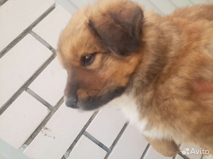 Отдам щенка в добрые руки