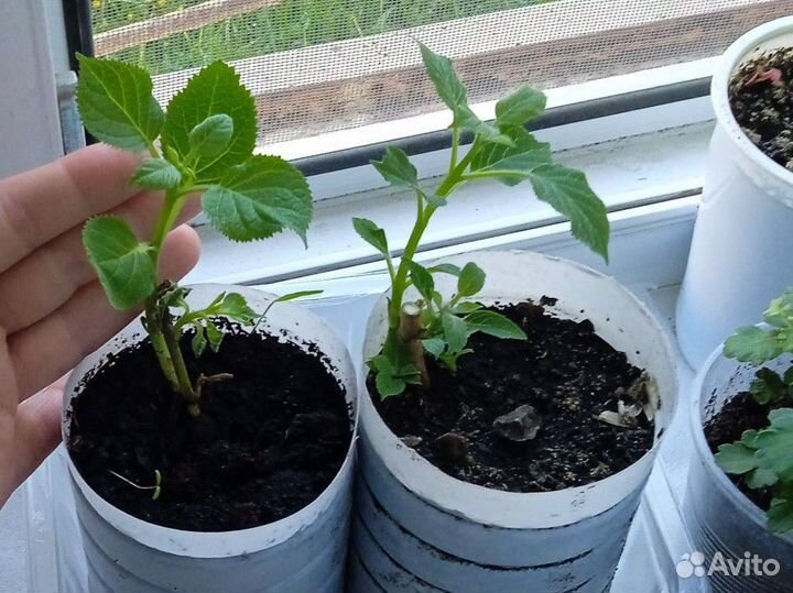 Гортензия Анабель