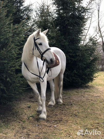 Прогулки на лошадях