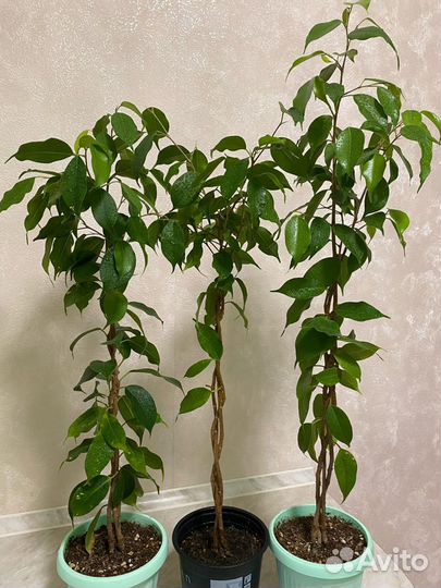 Фикусы: Де Гантель,Кёрли, Голден Моник, Даниэль