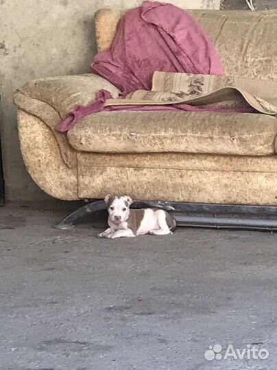 Питбультерьер