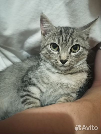Котик в поисках дома