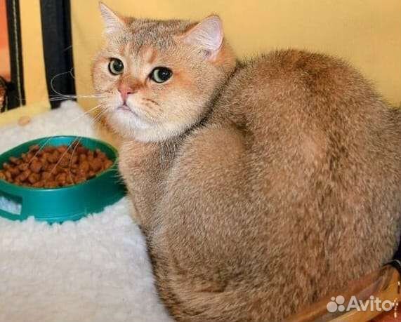 Вязка золотого британца