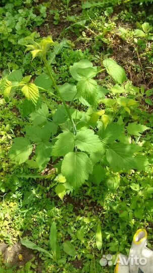 Малина Кумберленд, Таруса, Джоан- Джей, Сказка