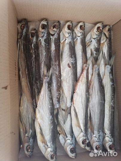 Рыба вяленая, холодного копчения оптом