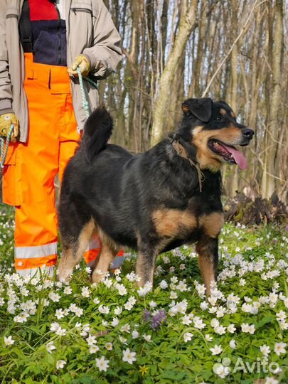 Собака Найс