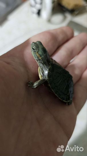 Красноухая черепаха