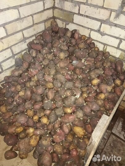 Продам картофель