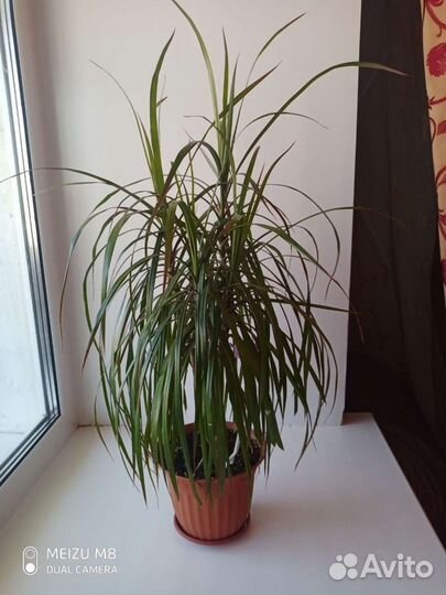 Драцена маргината