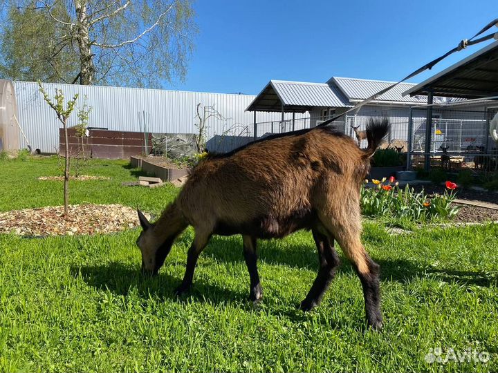 Продажа дойных коз