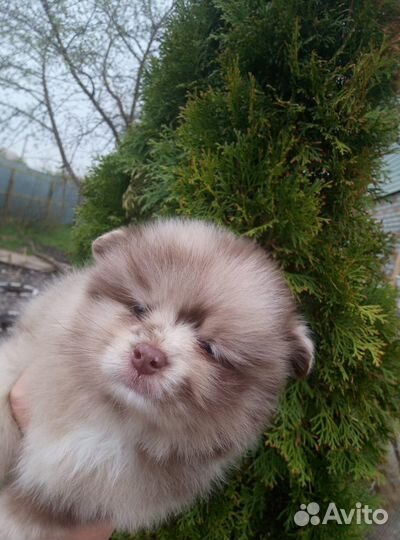 Цветной медвежонок