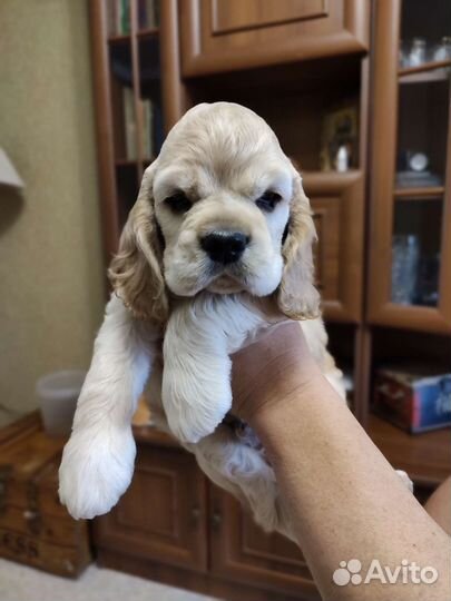 Кокер спаниель