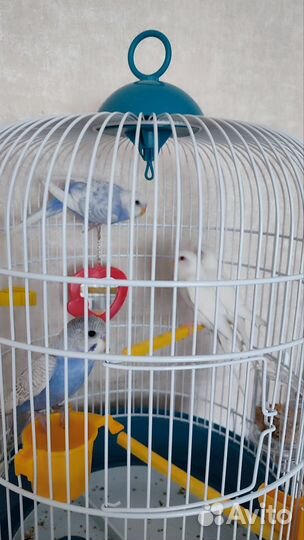 Волнистый попугай