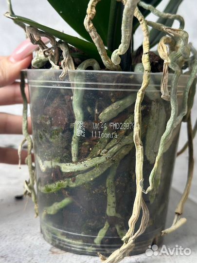 Орхидея фаленопсис бабочка